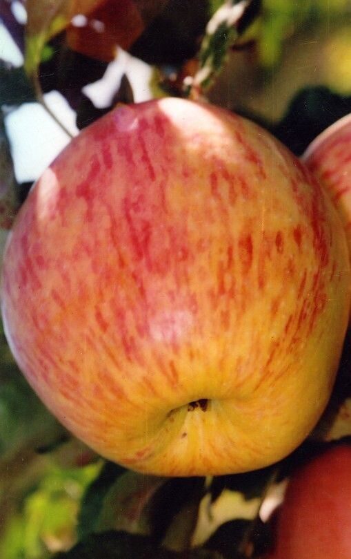 Яблоки летнее полосатое описание фото